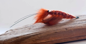 Orange Rabbit Shrimp Orange Rabbit Shrimp