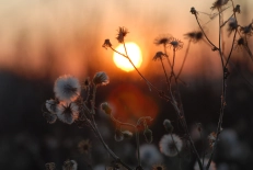 Dominant, yet discrete Dominant, yet discrete