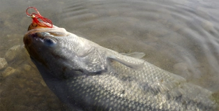 Bass caught on a wiggly fly Bass caught on a wiggly fly