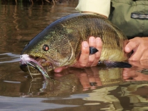 Beautiful beast Beautiful beast