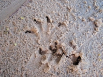 Prints of an big iguana Prints of an big iguana