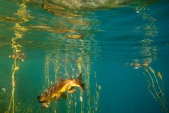 Under the surface Under the surface