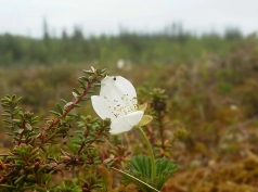 Wild strawberry flower Wild strawberry flower