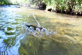 A small river and a big grayling A small river and a big grayling