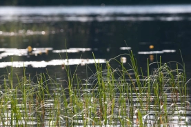 The bank zone The bank zone