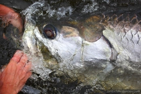 Impressing Impressing