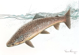 Brown trout Brown trout