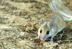 Spiny mouse Spiny mouse