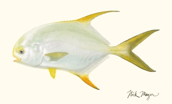 Indo permit Indo permit