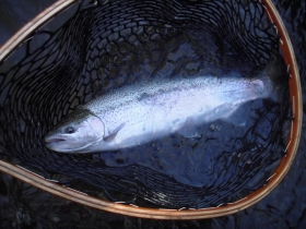 Rainbow trout Rainbow trout