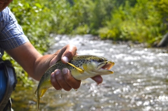 My last trout on the nymph My last trout on the nymph