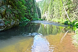 These trout are very strong These trout are very strong
