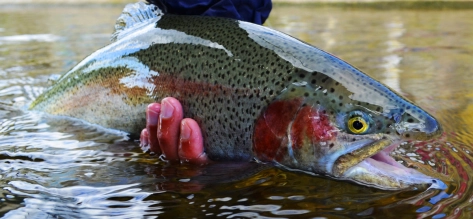 Strong and beautiful Strong and beautiful