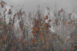 Spiderweb Spiderweb