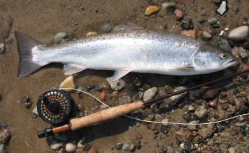 Silver from the calms Silver from the calms