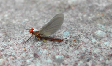 Serratella ignita male Serratella ignita male