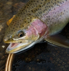 Rainbow headshot Rainbow headshot