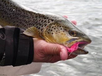 Sea trout on a pink fly Sea trout on a pink fly