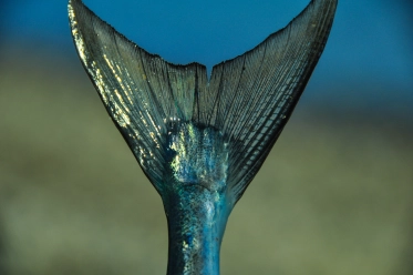 Garfish tail Garfish tail