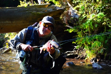 Mountain grayling Mountain grayling