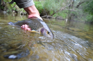 The micro nymph worked again The micro nymph worked again