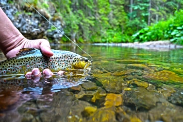 Slovakian brown trout Slovakian brown trout