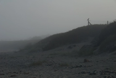 A lonely bird A lonely bird