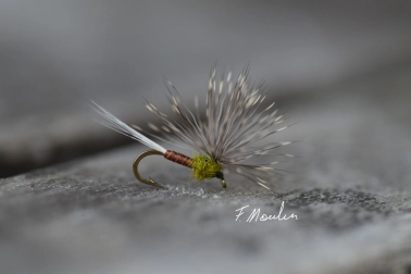 A light olive mayfly A light olive mayfly