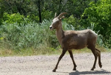 Bighorn sheep Bighorn sheep