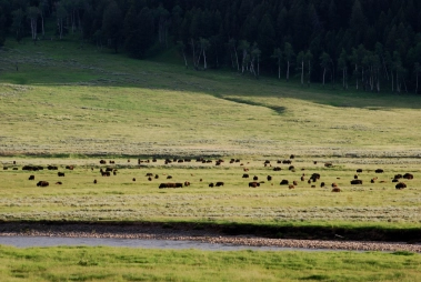 Buffalo herd Buffalo herd