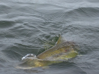 Kelt on a flat wing Kelt on a flat wing