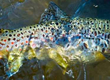 Brown trout underwater Brown trout underwater
