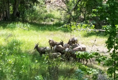 Herd of bighorn sheep Herd of bighorn sheep