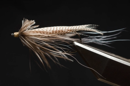 Brown Brown Owl Brown Brown Owl