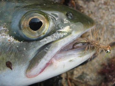 The Danish Pastry Fly The Danish Pastry Fly