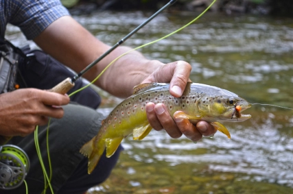 My hopper fly also worked outside the valley My hopper fly also worked outside the valley