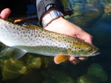 Where it belongs Where it belongs