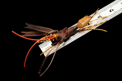 Six centimetres of crunchy crustacean Six centimetres of crunchy crustacean