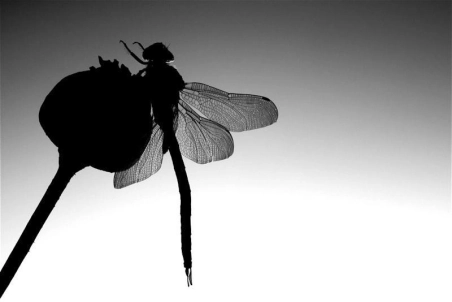 Chasing the dragon Chasing the dragon