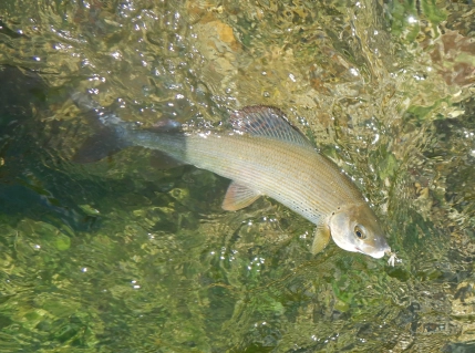 Grayling on Sparkle Dun size 16 Grayling on Sparkle Dun size 16