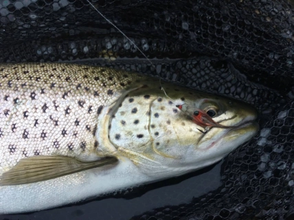 Raccoon sea trout Raccoon sea trout