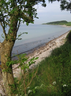 A solitary tree A solitary tree
