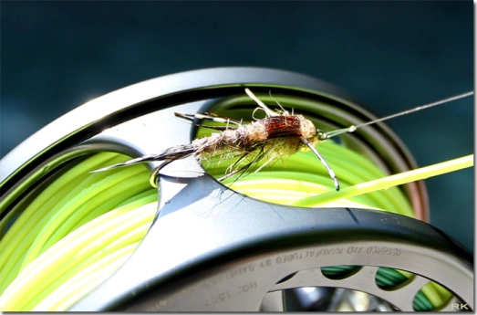 General nymph General nymph