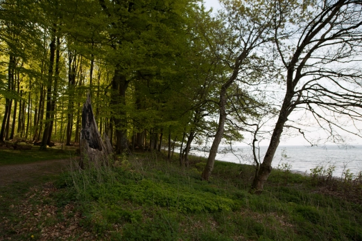Forested beach Forested beach