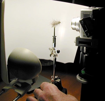 Rounded background Rounded background