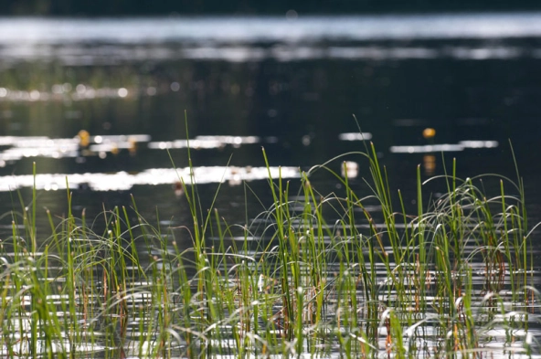 Portrait of a lake Portrait of a lake