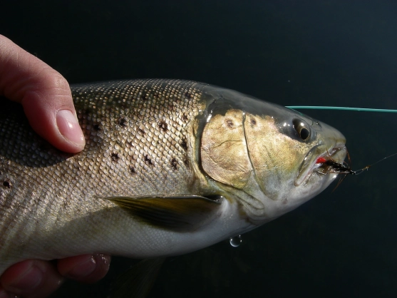 A large kelt A large kelt