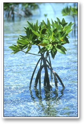 Mini mangrove tree Mini mangrove tree
