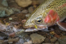 Rainbow on the Conejos Rainbow on the Conejos