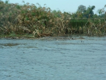 Baitfish escaping Baitfish escaping